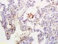 IL-1 Alpha Propeptide Rabbit pAb